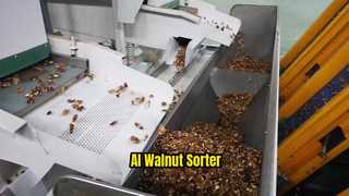 AI Sorter για καρυδόψιχα| 1 Περνώντας 8 βαθμούς ②